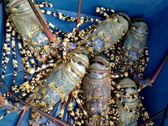 several large lobsters in a blue container with yellow and black designs on them's body