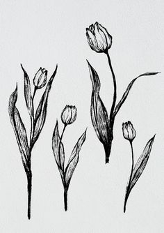 three flowers are drawn in black ink on a white paper with the words tulips written below them