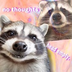 two raccoons looking at the camera with captioning that reads, no thoughts head empty