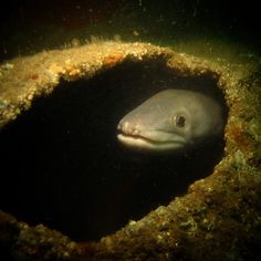 a fish that is looking out from inside a hole in the ground with dirt on it