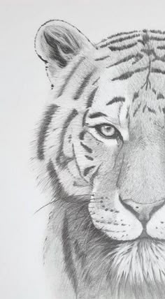 a pencil drawing of a tiger's face