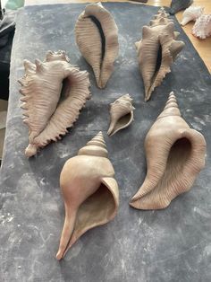 several seashells sitting on top of a table next to each other in different shapes and sizes