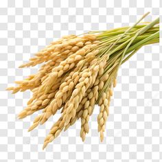 some wheat stalks on a white background