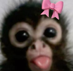 a close up of a monkey with a pink bow on it's head and eyes