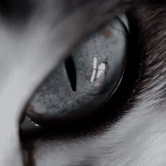 a cat's eye with the cross painted on its iris and white fur around it