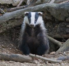 a badger standing on its hind legs in front of some tree branches and fallen logs