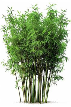 Japanese Bamboo Tree, Bamboo Trees, Bamboo Tree Images, Bamboo Plant In Natural Setting, Bamboo Plants In A Garden, Bamboo Tree Real, Bamboo Plant, Bamboo Plant Elevation, Bamboo Isolated On White