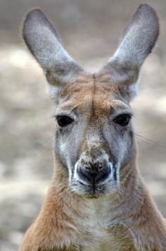a close up view of a kangaroo's face