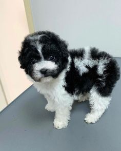 a small black and white dog standing on top of a table