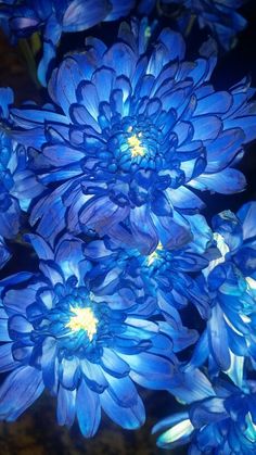 some blue flowers are blooming in the dark