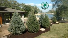 some very pretty trees in front of a building with a lake and mountains in the background