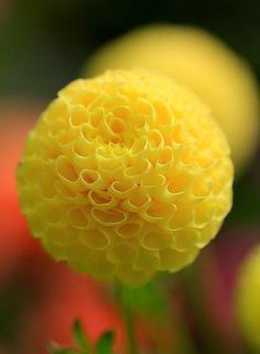 a yellow flower that is in the middle of some flowers
