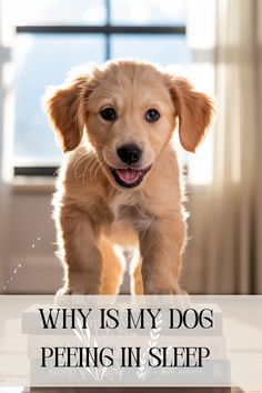 Is your dog suddenly peeing in their sleep? It could be a sign of something more. From UTIs to incontinence, here’s what every dog parent should know—and when to call the vet. 🐕‍🦺 #DogPeeingInSleep #DogHealthAdvice #VetTips #DogBehavior #DogCareGuide Showing Compassion, Dog Pee, Older Dogs, Dog Parents, Sleeping Dogs, Dog Behavior, Deep Sleep, Dog Care, What You Can Do