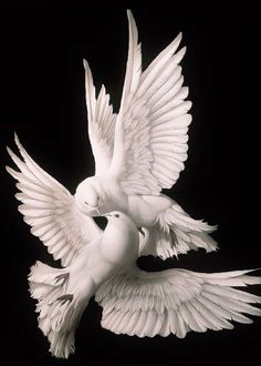 two white doves flying in the air with their wings spread out and facing each other