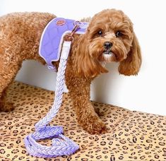 Cavoodle pup modelling our HGP purple set.