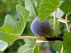 an unripe fig growing on a tree branch
