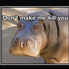 a hippopotamus with the caption don't make me kill you