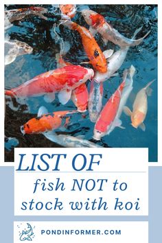 a bunch of fish that are in the water with text overlay reading list of fish not to stock with koi