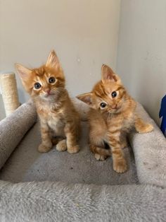 two orange kittens sitting on top of a cat bed next to a scratching post