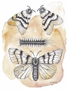 moths and caterpillars are depicted in this watercolor drawing