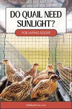 chickens in a cage with the words do quail need sunlight? for laying eggs