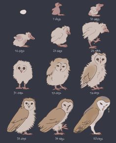 an owl's body is shown in different positions, including the head and shoulders