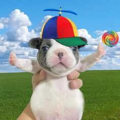 a small dog wearing a colorful hat and holding a lollipopo in it's paws