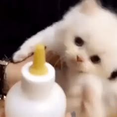 a small white kitten is playing with a bottle that has a yellow cap on it