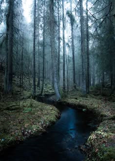 a stream running through a forest filled with trees
