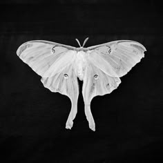 a large white moth sitting on top of a black surface