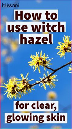 Witch hazel can be used to improve your complexion, giving you a clearer, brighter, and more radiant skin. In this article, we'll discuss how to use witch hazel to get a clear and glowing skin, some of the benefits it can provide, and some tips and tricks to make the most of this natural remedy. We'll also discuss some potential side-effects of using witch hazel in our blog article at blissani How To Use Witch Hazel On Face, Witch Hazel Aesthetic, Benefits Of Witch Hazel On Face, Uses For Witch Hazel, Witch Hazel Benefits, Witch Hazel Skin Benefits, Witch Hazel Uses Skin Care, Witch Hazel Uses Skin Care Benefits, Witchhazel Skincare Diy