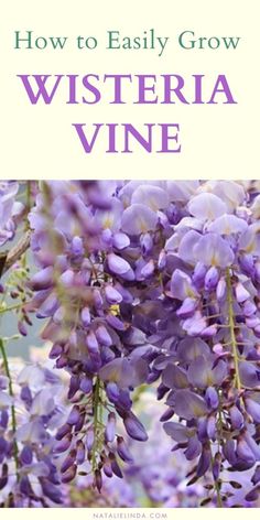 purple flowers with the words how to easily grow wisteria vine