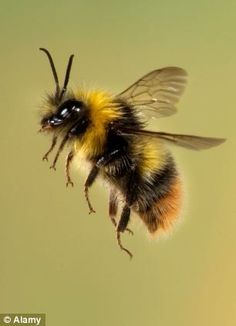 a close up of a bee flying in the air