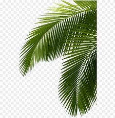 green palm leaves on a white background with no background, hd png downloads