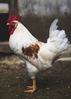 a white and brown rooster standing on top of grass