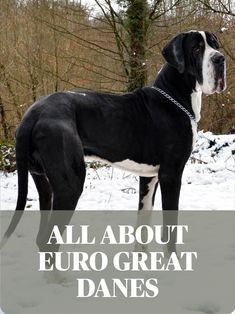 a large black and white dog standing in the snow with trees behind it text reads all about euro great danes