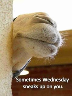a camel sticking its head through the side of a wall with text saying sometimes wednesday sneaks up on you