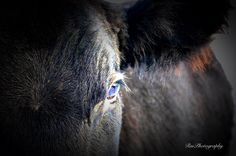 a close up of a horse's face with blue eyes