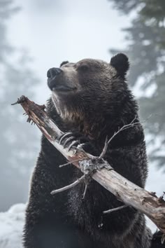 a brown bear holding a branch in its mouth