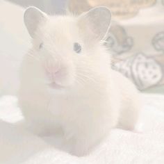 a small white hamster sitting on top of a bed