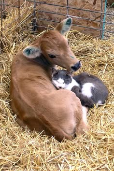 a cow laying on top of hay next to a kitten