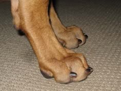 a close up of a dog's paw on the floor with it's paws