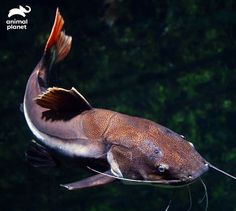 a large fish floating on top of water next to green trees in the background with an animal planet logo above it