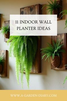 Indoor wall planters with lush green ferns and a text overlay "11 Indoor Wall Planter Ideas".