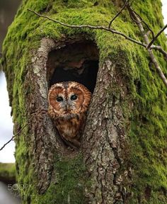an owl is peeking out from its hole in a mossy tree