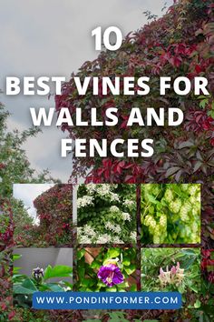 the words 10 best vines for walls and fences with pictures of flowers on them in front of