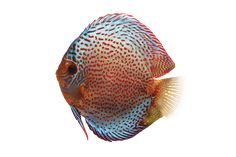 a red and blue discus fish on a white background