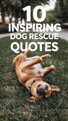 a dog laying on its back in the grass with text overlay saying 10 inspirational dog rescue quotes
