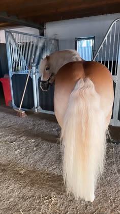 a horse with long white hair standing in the stable