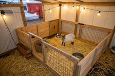 a small goat standing inside of a wooden pen on top of hay covered flooring